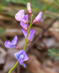 Swainsona brachycarpa