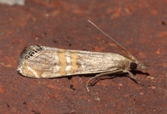 Euchromius ocellea
