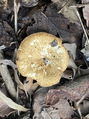 Lentinus arcularius