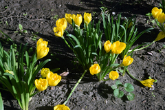 Sternbergia lutea