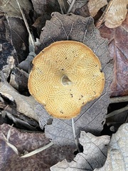 Lentinus arcularius