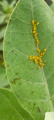 Aphis