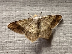 Psamatodes abydata