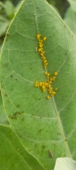 Aphis