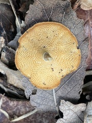 Lentinus arcularius