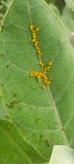 Aphis