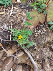 Corydalis