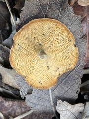 Lentinus arcularius