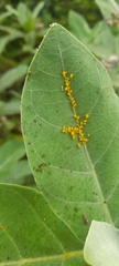 Aphis