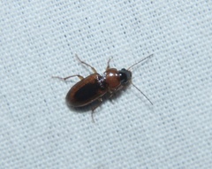 Stenolophus dissimilis