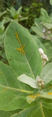 Aphis