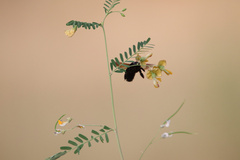 Xylocopa californica