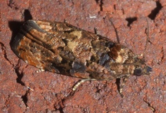 Endothenia hebesana