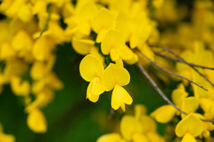 Laburnum anagyroides