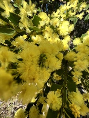 Acacia littorea