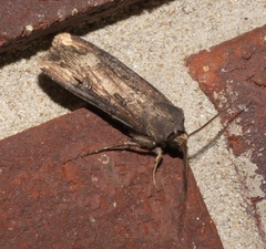 Agrotis ipsilon