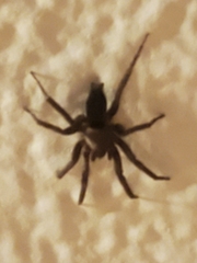 Scotophaeus blackwalli