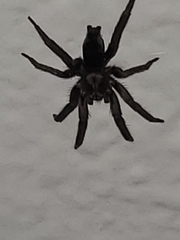 Scotophaeus blackwalli