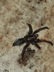 Scotophaeus blackwalli