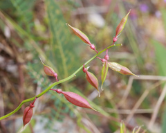 Swainsona brachycarpa