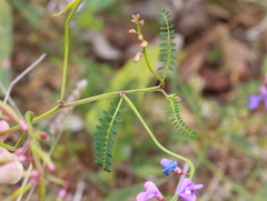 Swainsona brachycarpa