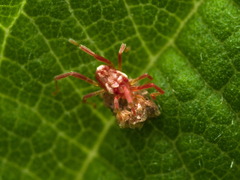 Trombidiformes