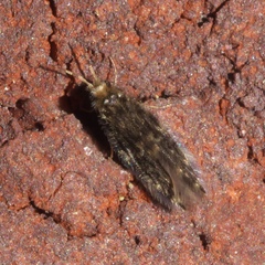 Hydroptilidae