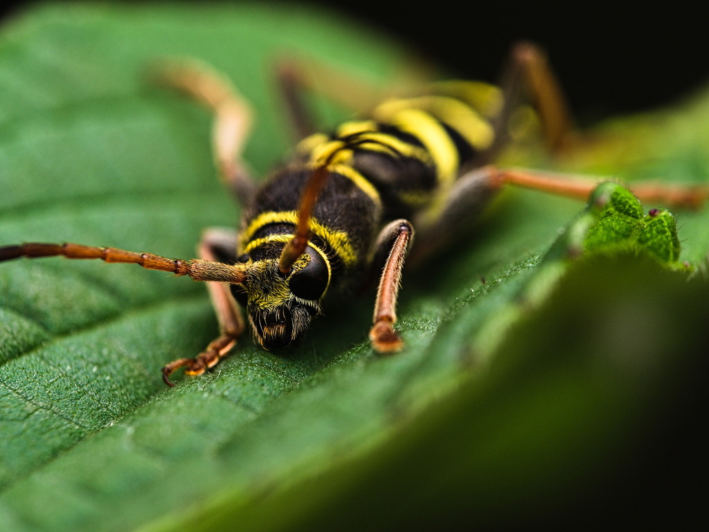 Ochraethes dimidiaticornis