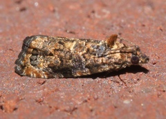 Endothenia hebesana