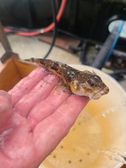 Chitonotus pugetensis