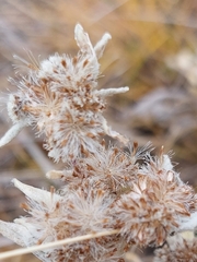 Leontopodium