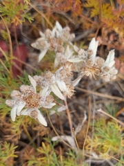 Leontopodium