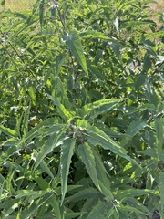 Ambrosia ambrosioides