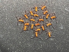 Zelus longipes