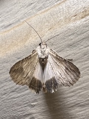 Melipotis acontioides