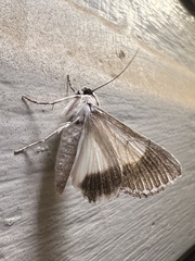 Melipotis acontioides