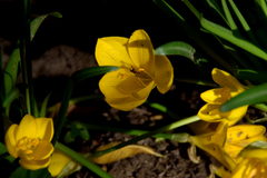 Sternbergia lutea