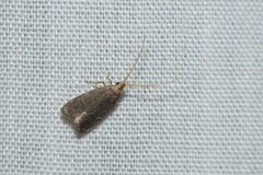 Lecithocera