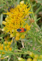 Melanopleurus belfragei