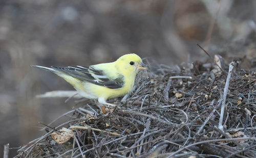 Lesser Goldfinch, Live Oak Canyon, Redlands, CA, USA, photo 7 of 10