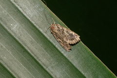 Spodoptera litura