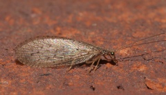 Micromus subanticus