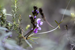 Glycine clandestina