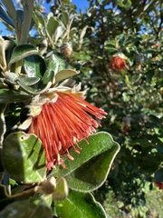 Diplolaena dampieri