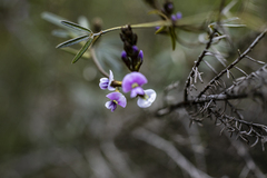 Glycine clandestina