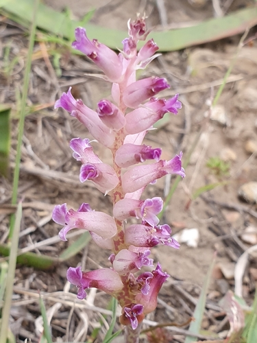 Image of Lachenalia fistulosa by (c) Corli du Toit Smith, some rights reserved (CC BY)