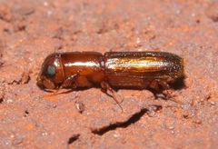 Euplatypus compositus