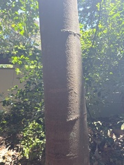 Stenocarpus cryptocarpus