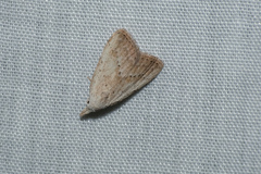Meganola brunellus
