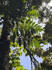 Stenocarpus cryptocarpus